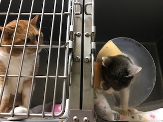 きのこちゃんとくま吉くんとクロムくんと_f0242002_23405345.jpg