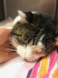 きのこちゃんとくま吉くんとクロムくんと_f0242002_23422354.jpg