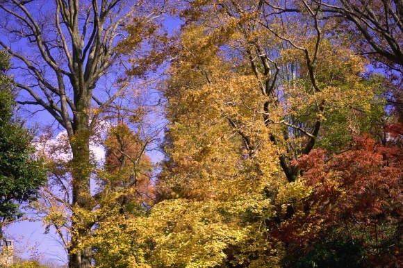 私の散歩道--井の頭公園_d0376905_20433494.jpg