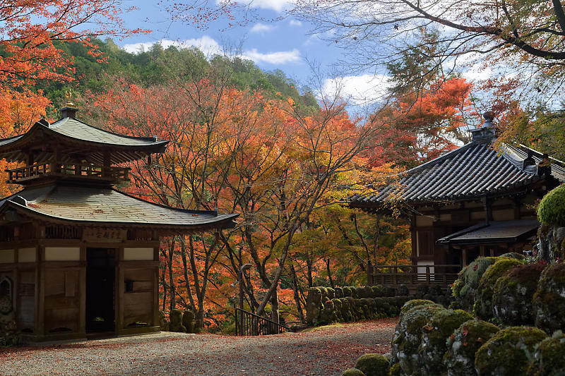 2018京都の紅葉・嵯峨野　愛宕念仏寺_f0032011_16180933.jpg