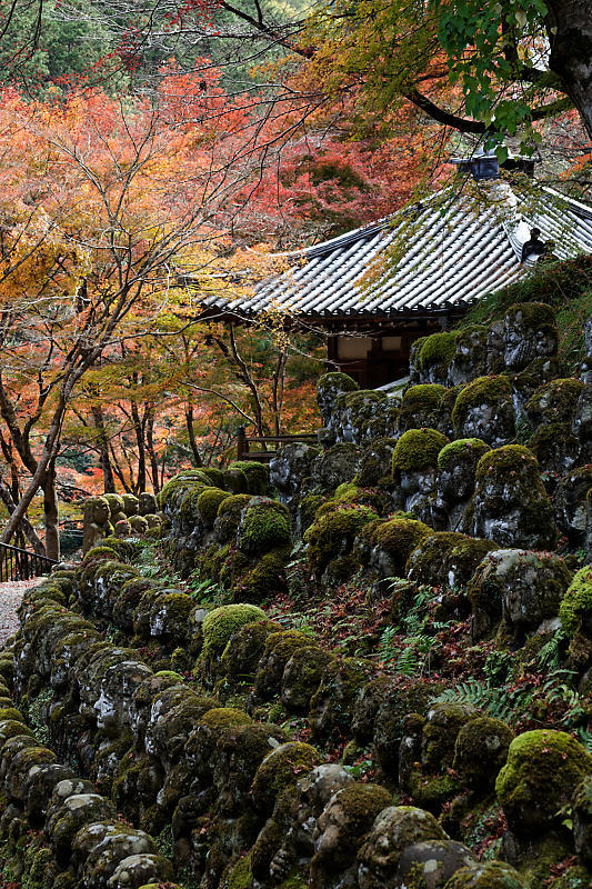 2018京都の紅葉・嵯峨野　愛宕念仏寺_f0032011_16180980.jpg