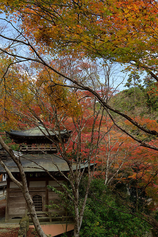 2018京都の紅葉・嵯峨野　愛宕念仏寺_f0032011_16181015.jpg