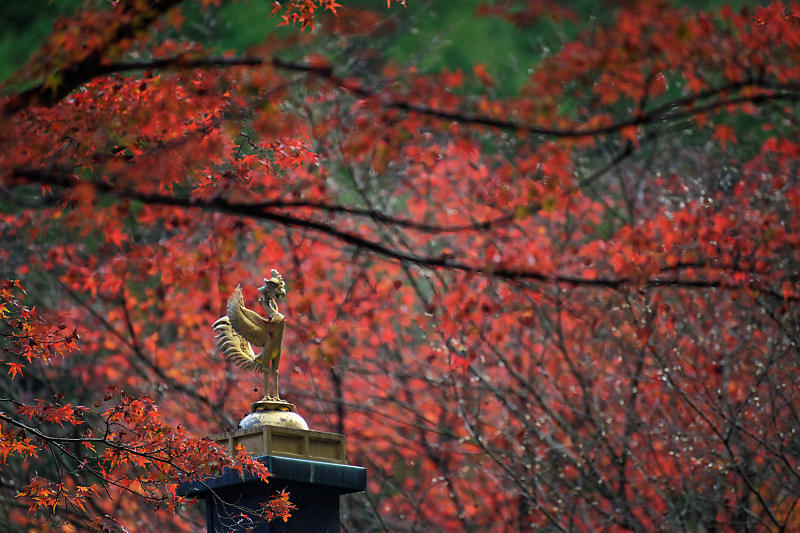 2018京都の紅葉・嵯峨野　愛宕念仏寺_f0032011_16255951.jpg