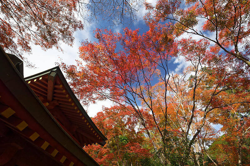 2018京都の紅葉・嵯峨野　愛宕念仏寺_f0032011_16255995.jpg