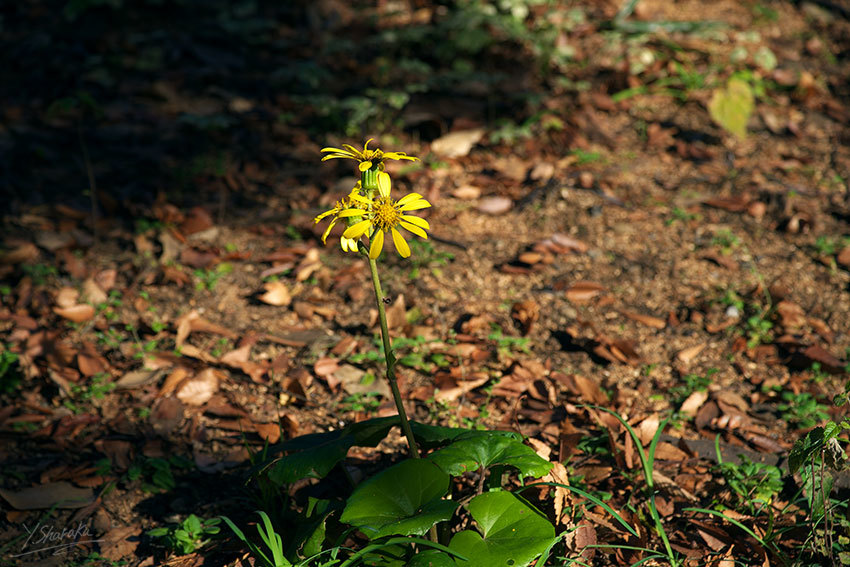 f0344614_17033647.jpg