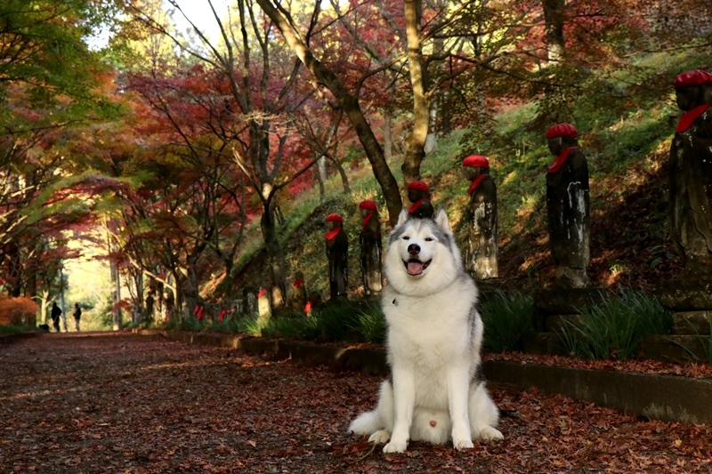 金蔵院・蓬莱山の紅葉散歩_b0207615_14331392.jpg