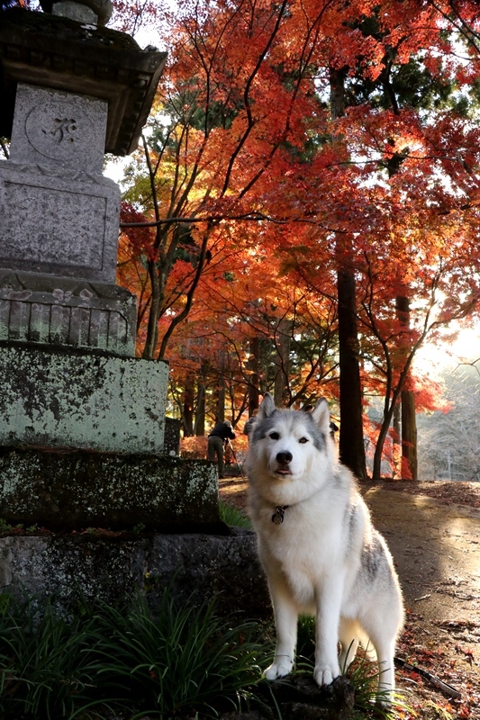 金蔵院・蓬莱山の紅葉散歩_b0207615_14332294.jpg