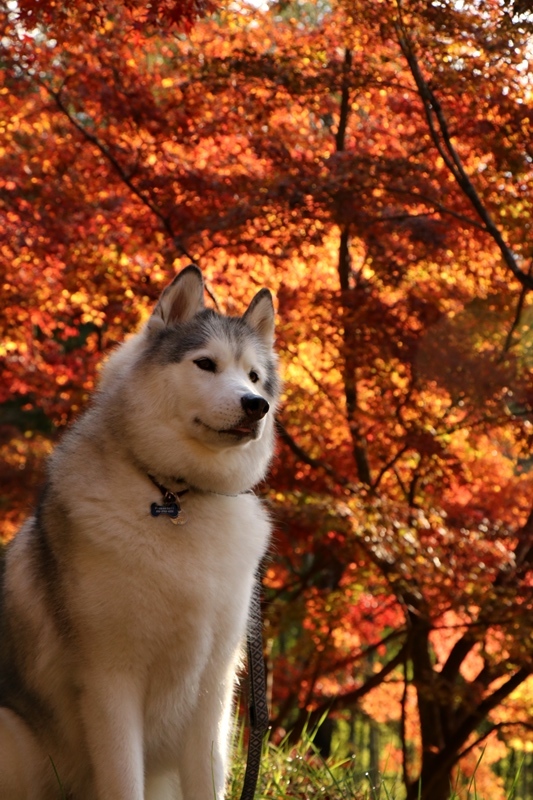 金蔵院・蓬莱山の紅葉散歩_b0207615_14332605.jpg