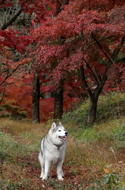 金蔵院・蓬莱山の紅葉散歩_b0207615_14333561.jpg