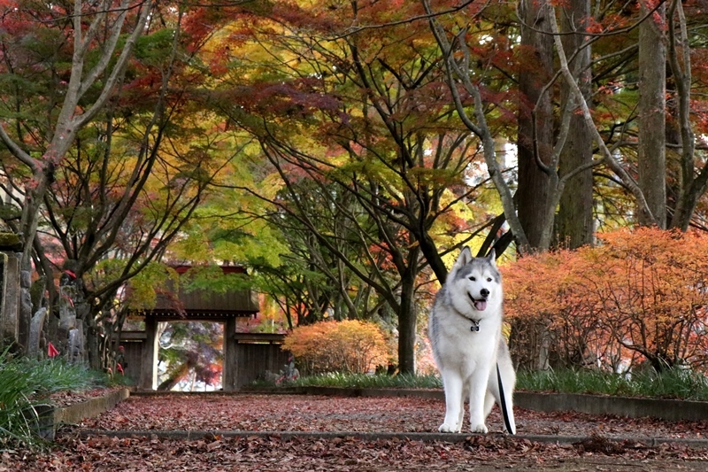 金蔵院・蓬莱山の紅葉散歩_b0207615_14333801.jpg