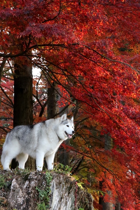 金蔵院・蓬莱山の紅葉散歩_b0207615_14334876.jpg