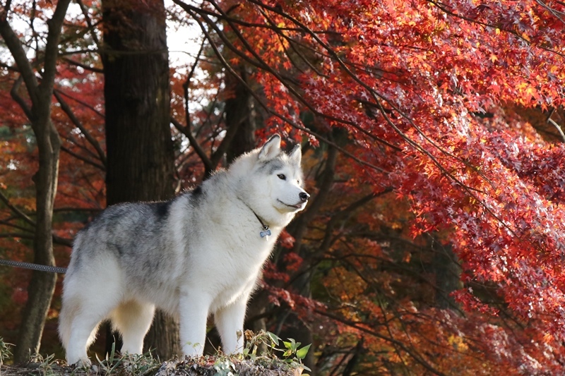 金蔵院・蓬莱山の紅葉散歩_b0207615_14335206.jpg