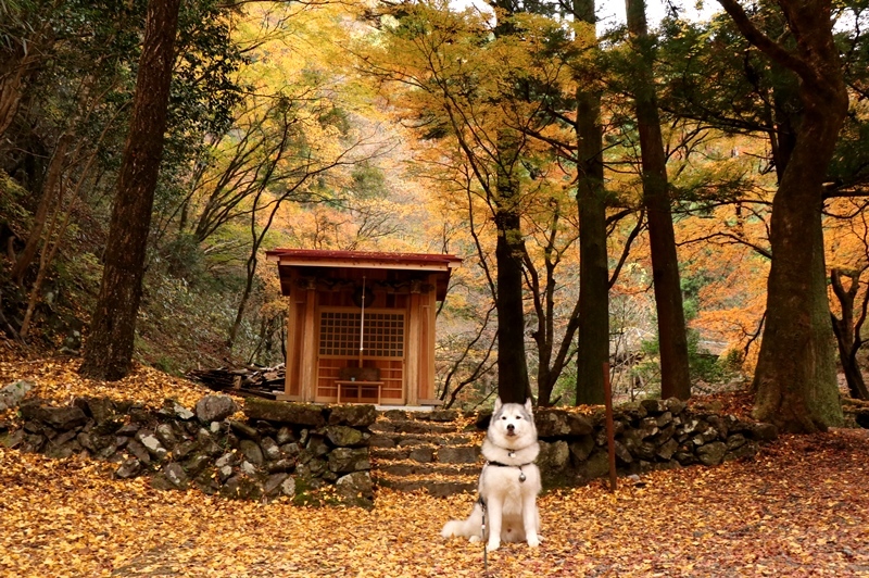 金蔵院・蓬莱山の紅葉散歩_b0207615_14335554.jpg