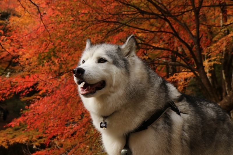 金蔵院・蓬莱山の紅葉散歩_b0207615_14335858.jpg