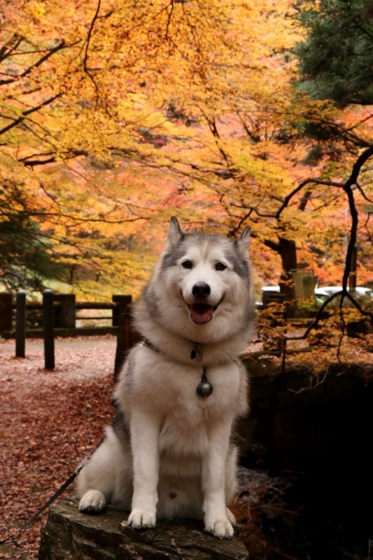 金蔵院・蓬莱山の紅葉散歩_b0207615_14340381.jpg