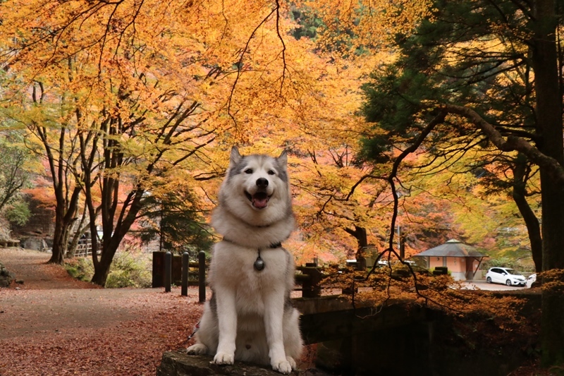 金蔵院・蓬莱山の紅葉散歩_b0207615_14340658.jpg