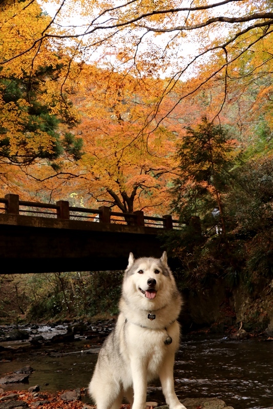 金蔵院・蓬莱山の紅葉散歩_b0207615_14340920.jpg