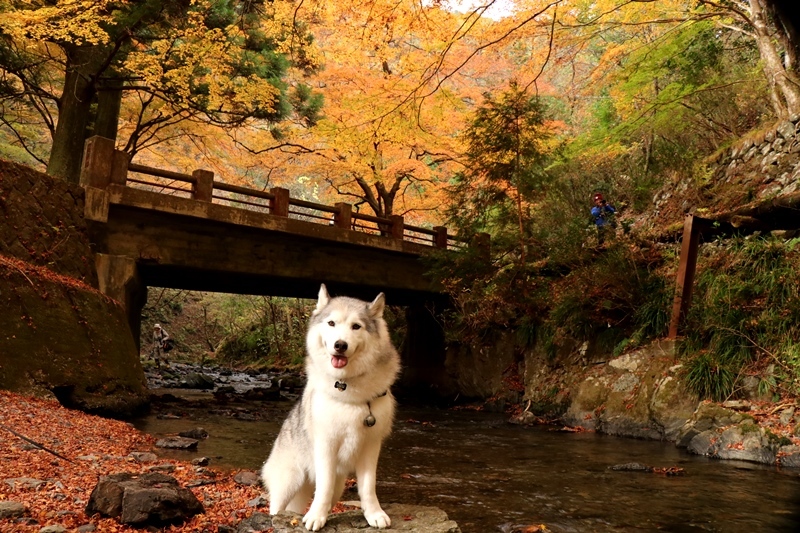 金蔵院・蓬莱山の紅葉散歩_b0207615_14341180.jpg