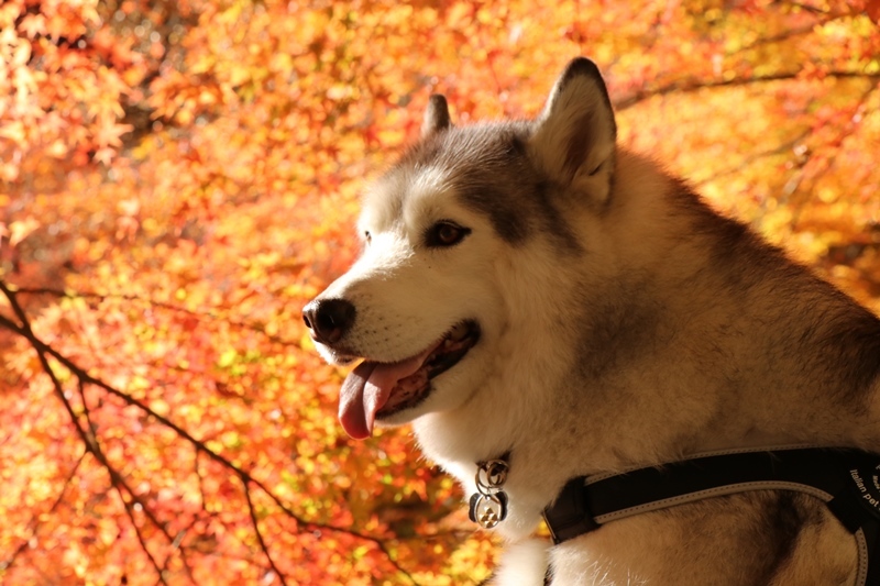 金蔵院・蓬莱山の紅葉散歩_b0207615_14341704.jpg