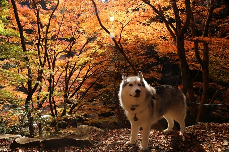 金蔵院・蓬莱山の紅葉散歩_b0207615_14341933.jpg