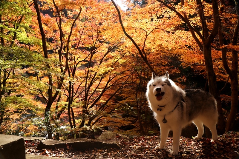 金蔵院・蓬莱山の紅葉散歩_b0207615_14342278.jpg