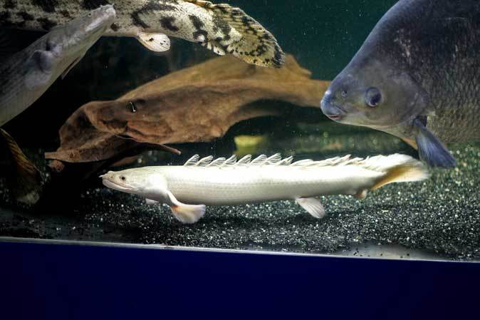 東京タワー水族館~ポリプテルスと個性的な大型アフリカンカラシンたち_b0355317_20590079.jpg