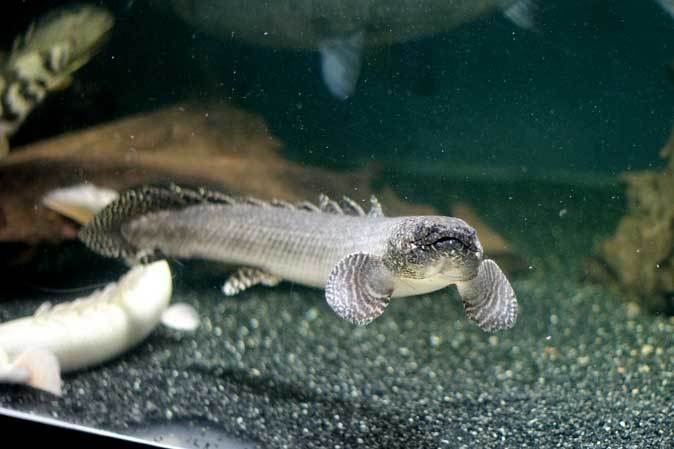 東京タワー水族館~ポリプテルスと個性的な大型アフリカンカラシンたち_b0355317_20592393.jpg