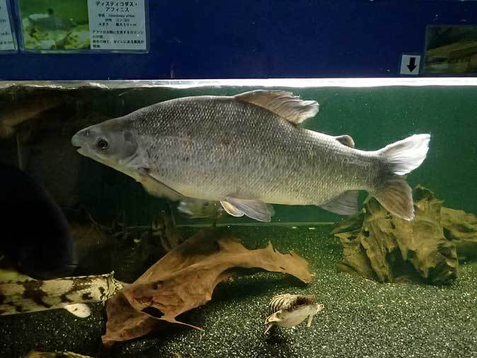 東京タワー水族館~ポリプテルスと個性的な大型アフリカンカラシンたち_b0355317_21145583.jpg