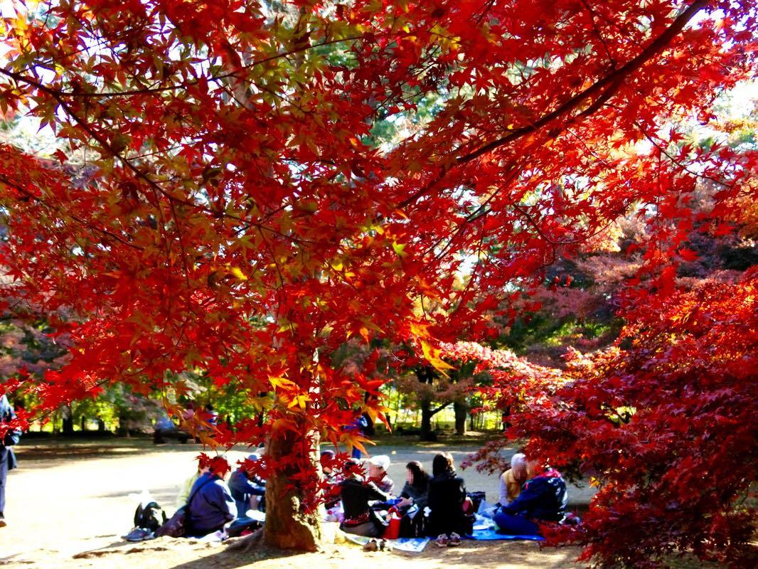 今年も…平林寺の紅葉_d0242629_18420137.jpg