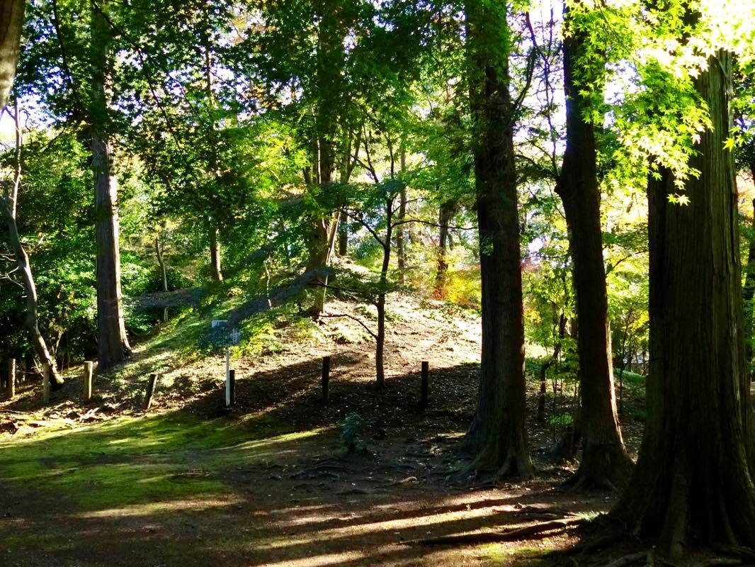 今年も…平林寺の紅葉_d0242629_18470298.jpg