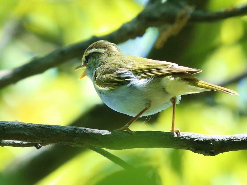 2018夏の思い出…①ムシクイの可愛さに目覚める_d0367529_19101242.jpg