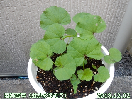 e0033229_16161735.jpg