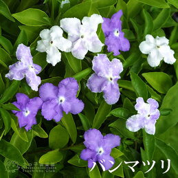 香る葉、香る花_e0033229_16193922.jpg