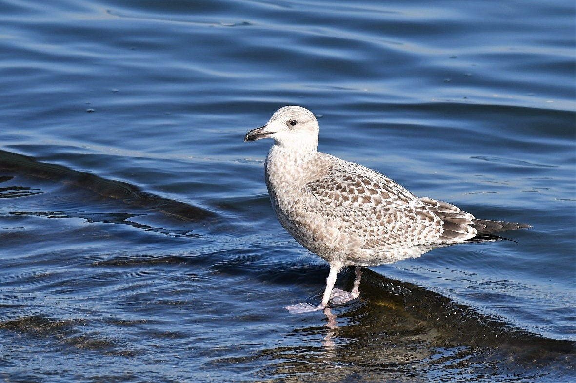 Vega Gull_f0350530_10224785.jpg