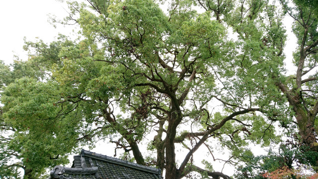 　猿田彦神社の大楠_f0344932_21491203.jpg