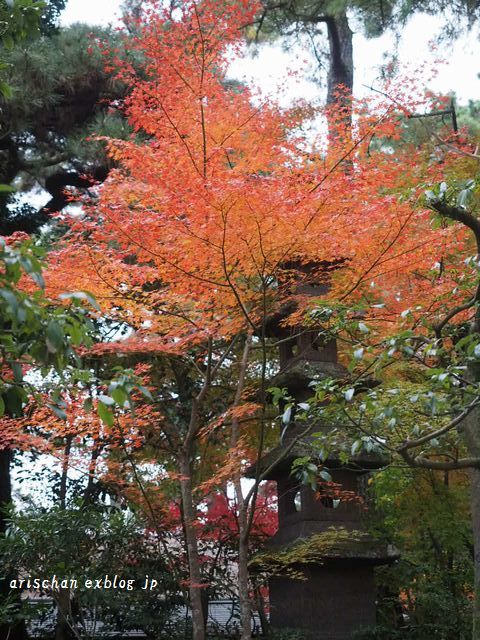栗林公園の紅葉２０１８♫_f0295238_16092419.jpg