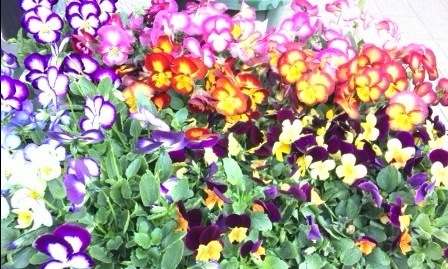 c0025140_21223384.jpg