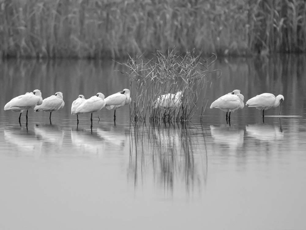 鳥 回想㊷）熊本市周辺の野鳥2 : チャレンジ！ 日々の散歩道