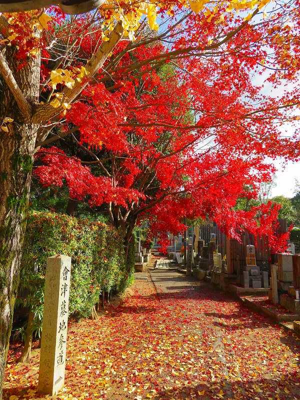 くろ谷「金戒光明寺」の紅葉20181129_e0237645_16310278.jpg