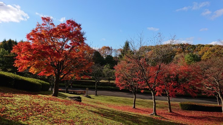 福島空港公園の紅葉 福島県須賀川市 963 77 福島空港公園の紅葉 福島県須賀川市 963 77
