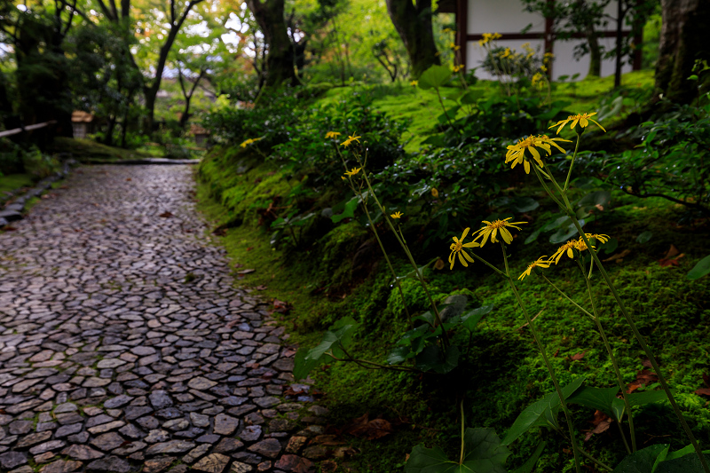 秋の花咲く常寂光寺_f0155048_005590.jpg