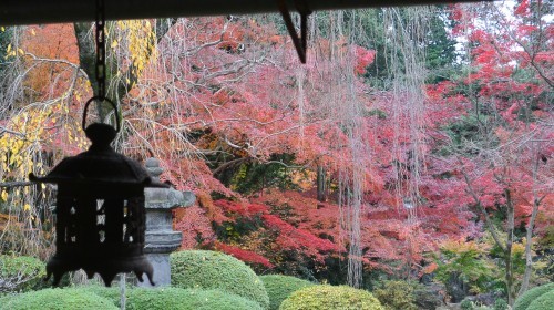 川越喜多院の紅葉は今でしょう_b0115553_22225437.jpg