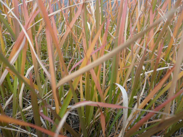 c0043055_10131807.jpg