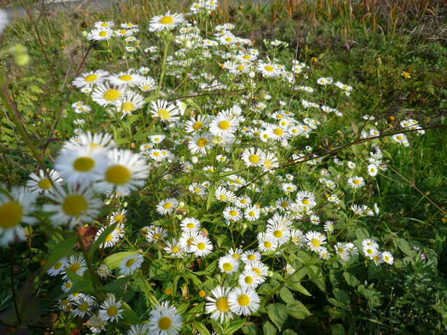 c0043055_10133445.jpg