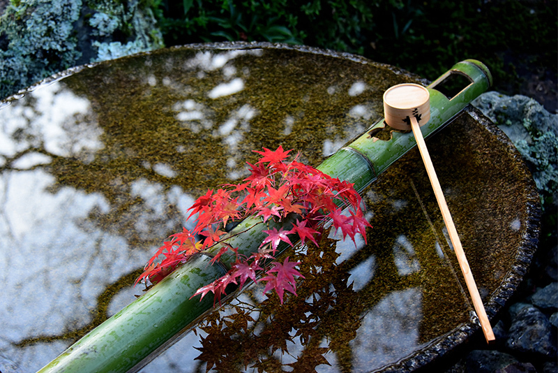 圓光寺　斑紅葉_c0317868_16585569.jpg