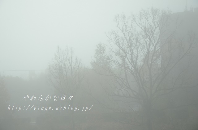 a0158478_09501513.jpg