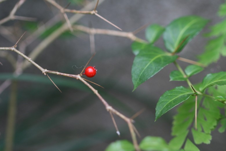 c0144185_23521580.jpg