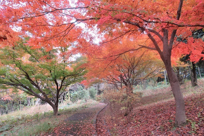 多磨の秋-豊ヶ丘北公園_d0183387_15481152.jpg