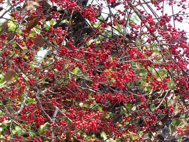 f0357487_21525163.jpg