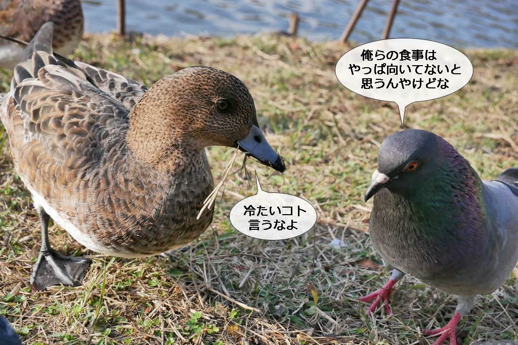 明石公園　2018.12.02　暖かい冬_b0174191_18295490.jpg